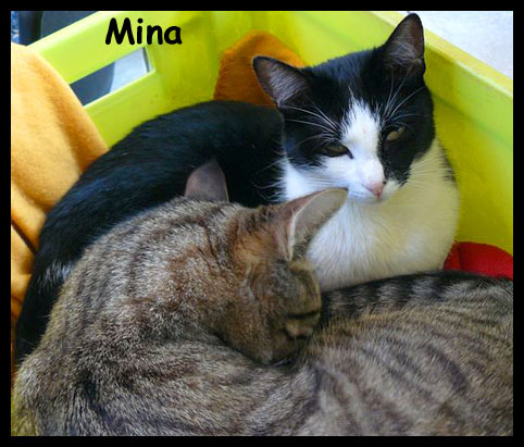 la roumaine tartine et noisette tricolore adoptes ensemble Mina10
