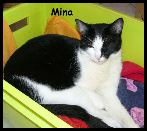 la roumaine tartine et noisette tricolore adoptes ensemble Mina210