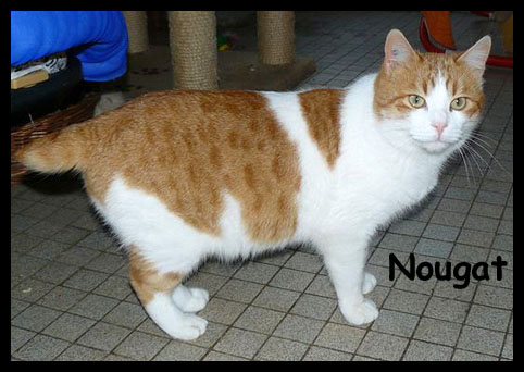 nougat, chat adulte blanc et roux adopt dans le 72 Nougat10
