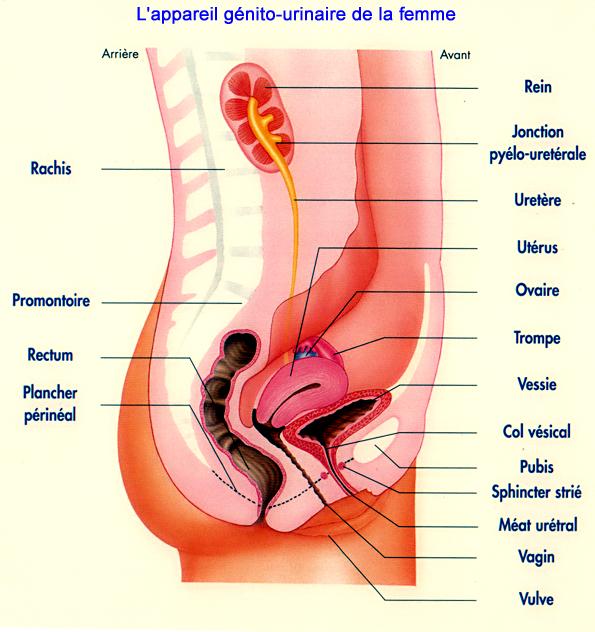 Anatomie du petit bassin de la femme Genito10