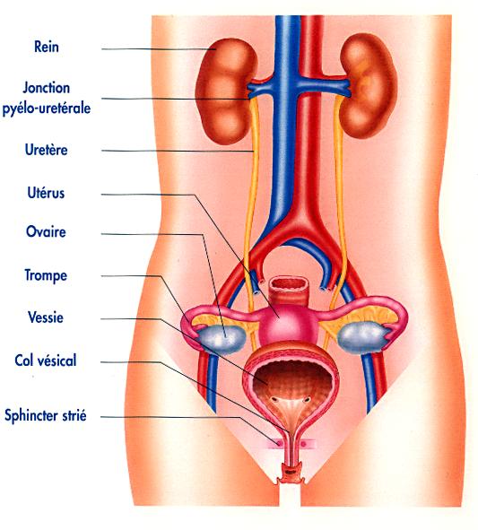 Anatomie du petit bassin de la femme Urinai10