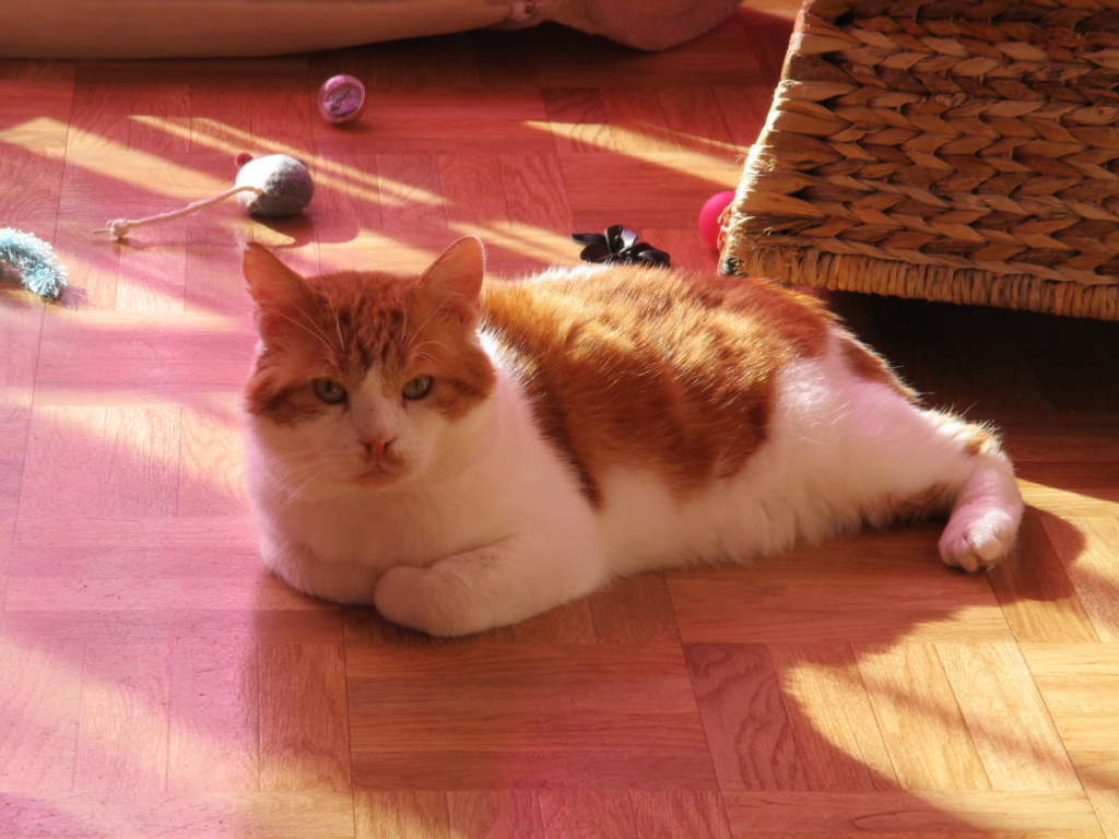 Le noël 2019 des Handi'Cats Potiro10