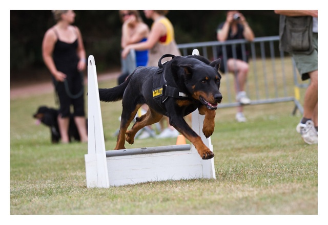 Ma miss au flyball 119-0410