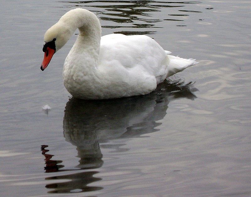 Au fil de l'eau Dsc01118