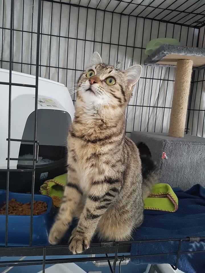 Adoption d'Hope (Sauvetage des animaux 76) 50334210