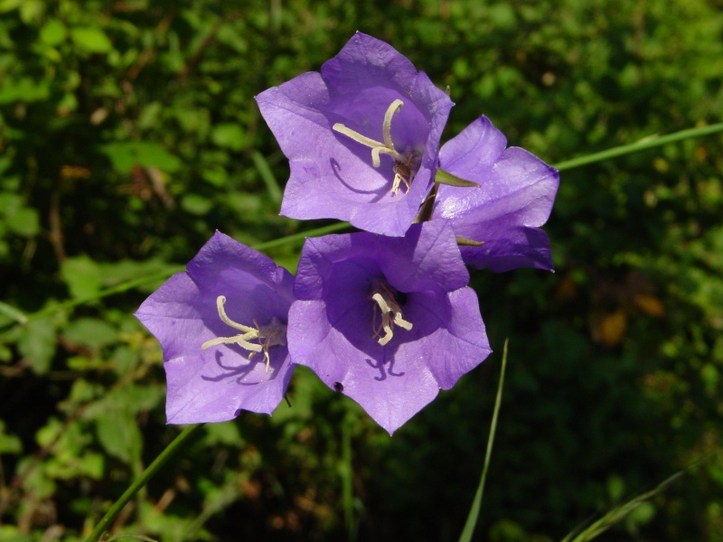 Flors a la ruta Moi,l'Estany,Moi Campan10