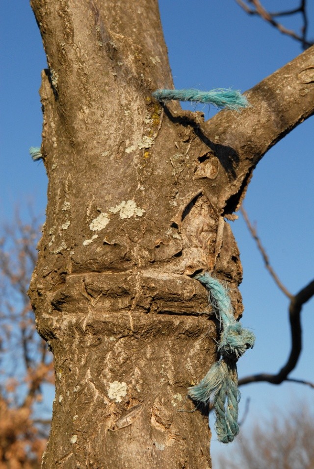 la corde dans l'arbre Corde_10