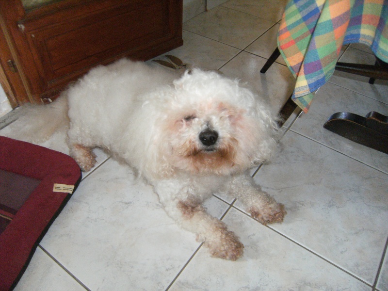 Mon bichon frisé , Unix Dscf1125
