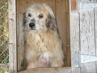 35 chiens en grand danger en Charentes Ss850116