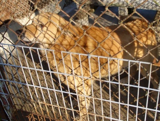 35 chiens en grand danger en Charentes Ss850127