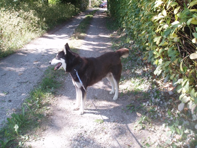 Vicky male husky 7 ans...adorable.... il risque la mort ( dpt 24  )ADOPTE - Page 2 Vicky510