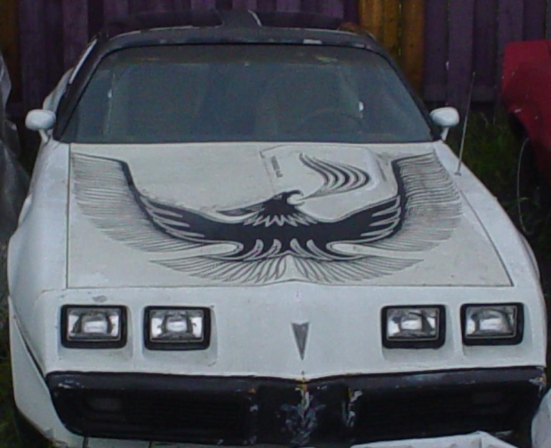 trans am 1979 decal? - Page 2 1981_p10