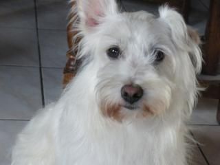 DRAGIBUS - type Westie - mâle - 3 ans - Nord (59) 500_a111