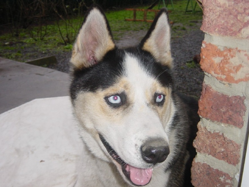 BAÏKAL - Beau male husky cherche famille Bki1_111