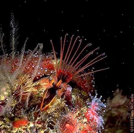 صور أعماق البحر Coral_12