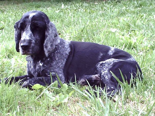 MIS MASCOTAS, UN LAGARTO , UNA IGUANA Y DOS PERROS ( MARIF) - Pgina 5 Perro210