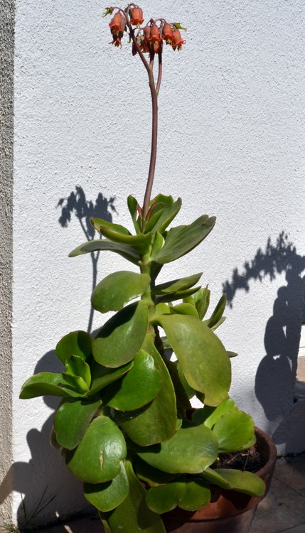 Cotyledon orbiculata var. oblonga cv. Takbos 117