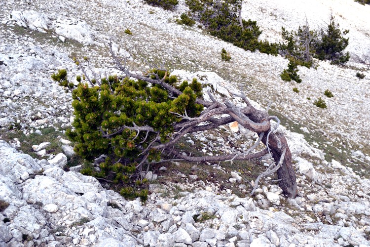 Davarre au Mont Ventoux - Page 2 811