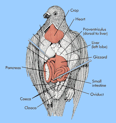 الجهاز الهضمي: Pigeon10