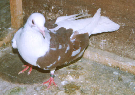 الحمام القطيفي Qatif Pigeon Qatif210