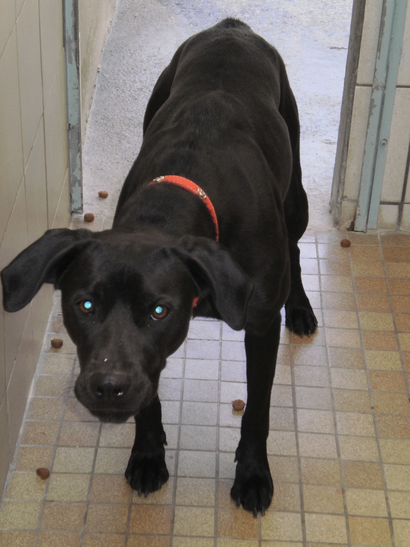 Sunny Femelle labrador noire de 2 ans  en FA dpt 77.  Reservée  02012