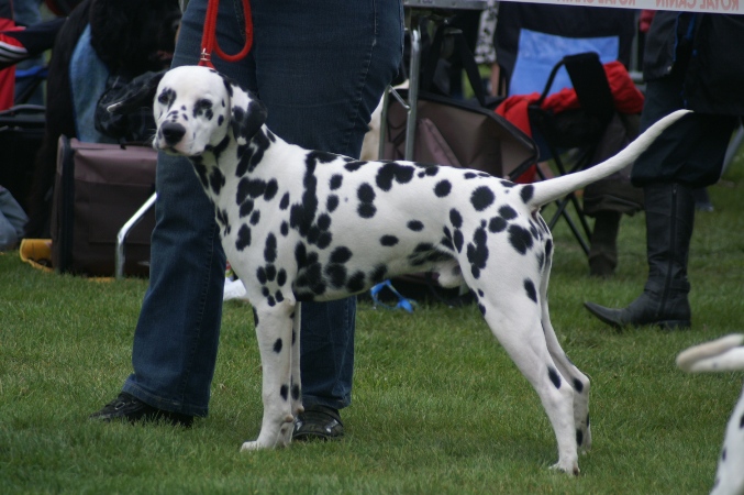 CHIOTS - 8 chiots dalmatien Emrys_10