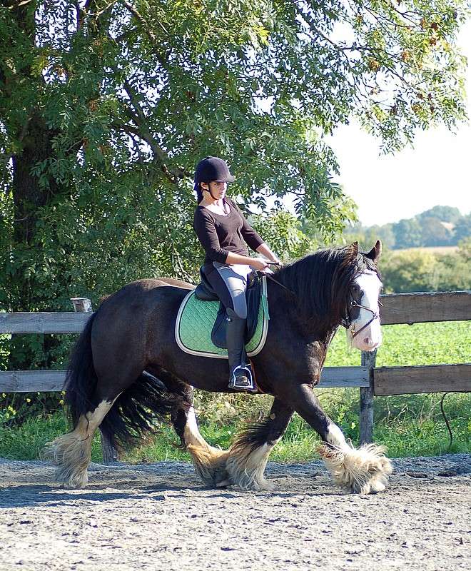 Des nouvelles de Willou dressage et cross. 2010_025