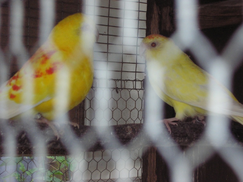 Mes oiseaux Couple11