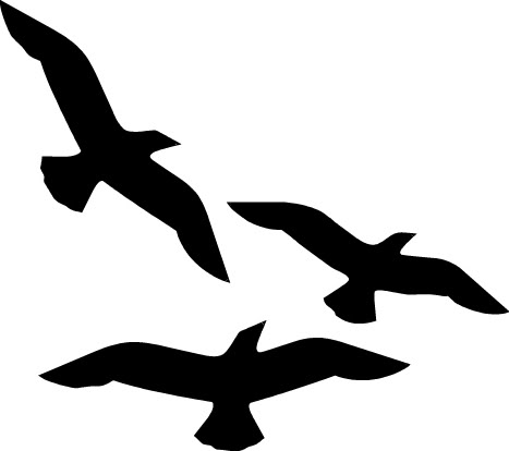 Oiseaux / ailes / Plumes Birds-10