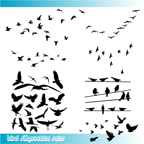 Oiseaux / ailes / Plumes Birds-11