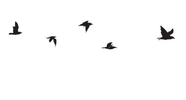 Oiseaux / ailes / Plumes Birds_10
