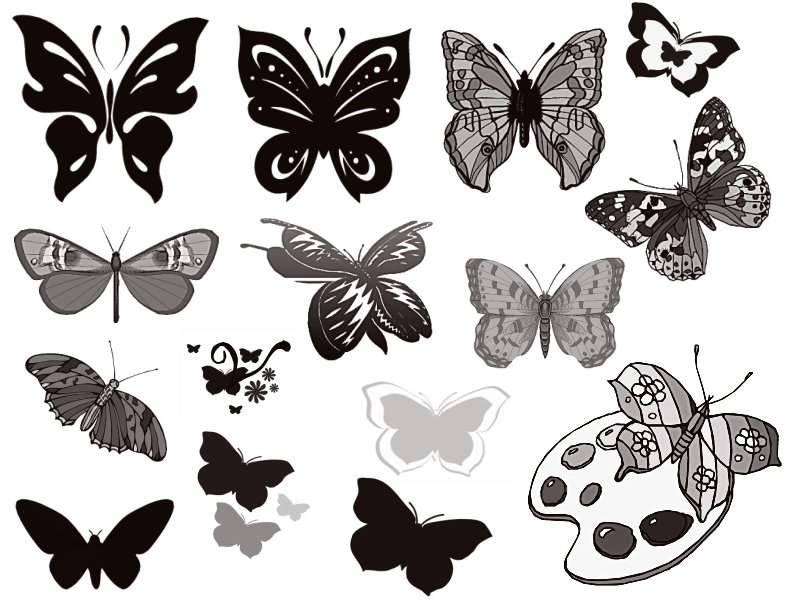 Papillons Tjscjn10