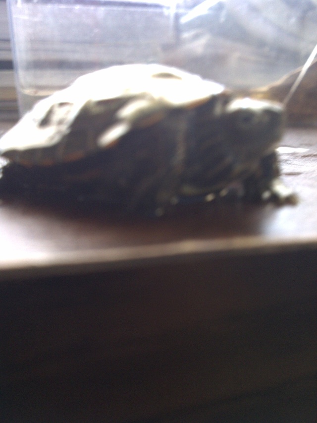 Une petite tortu a identifier svp ^^ Img-2012