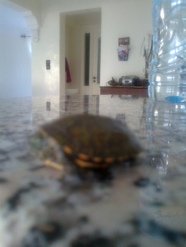 Une petite tortu a identifier svp ^^ Photo011