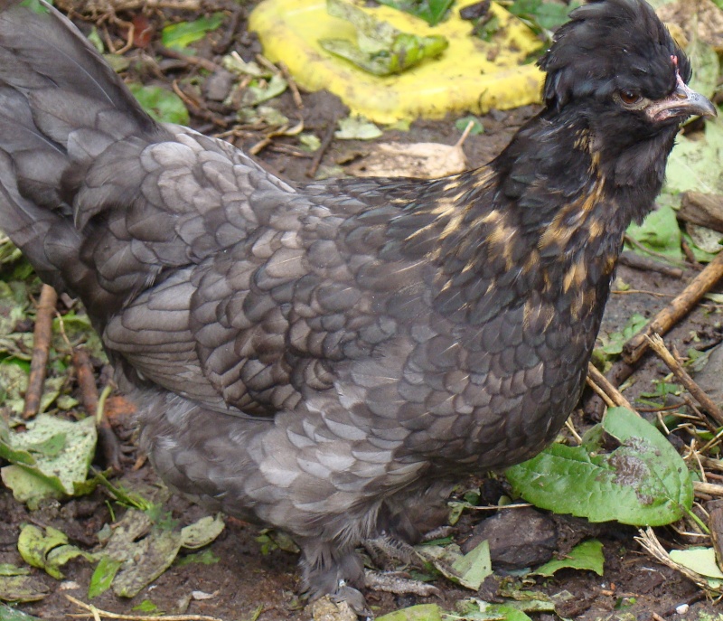 Mon poulailler & mes poules :-) Dsc06430