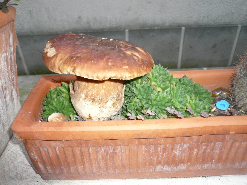 Funghi  F10