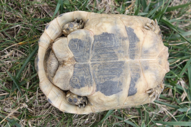 Identifications de mes tortues Img_3514