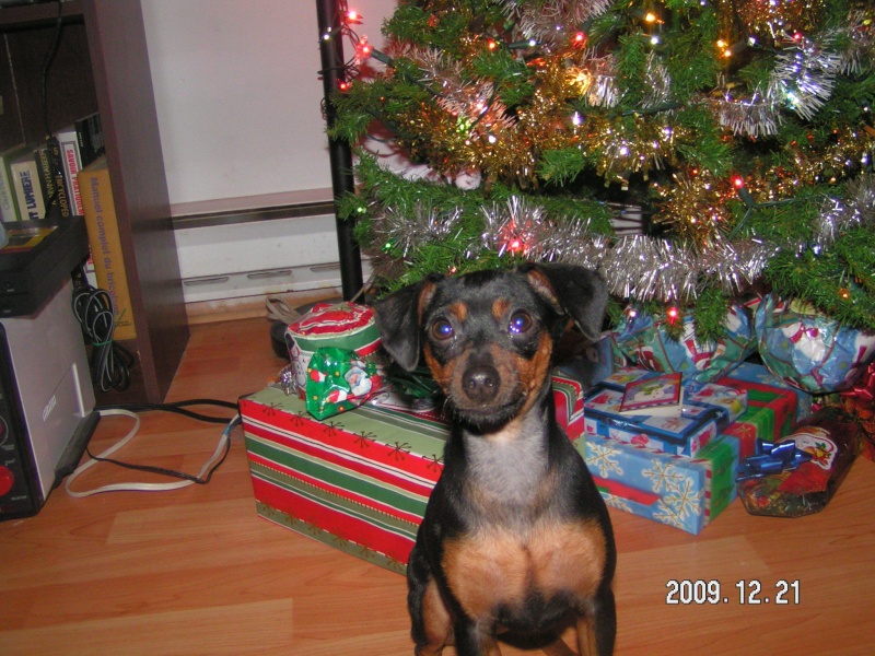 Stella, pinscher miniature Pict0011