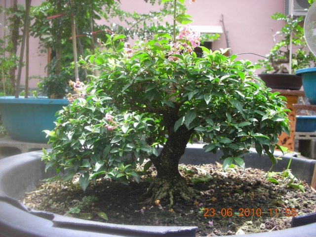 My trainning Malpighia bonsai. Dscn1410