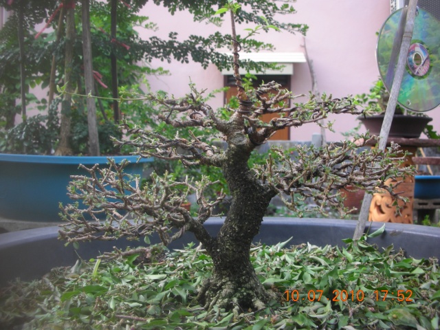My trainning Malpighia bonsai. Dscn1510