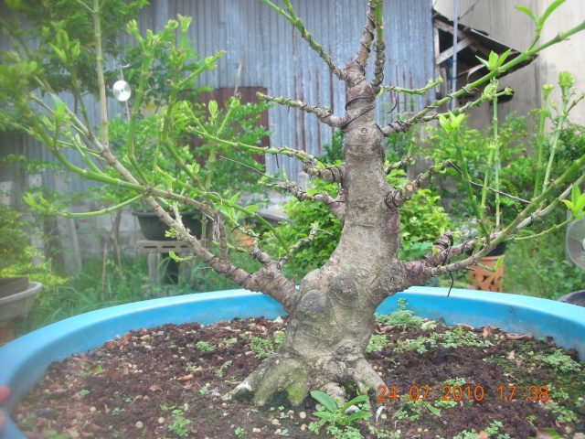 My trainning bonsai :2 -----> Ixora (pink) Dscn1614