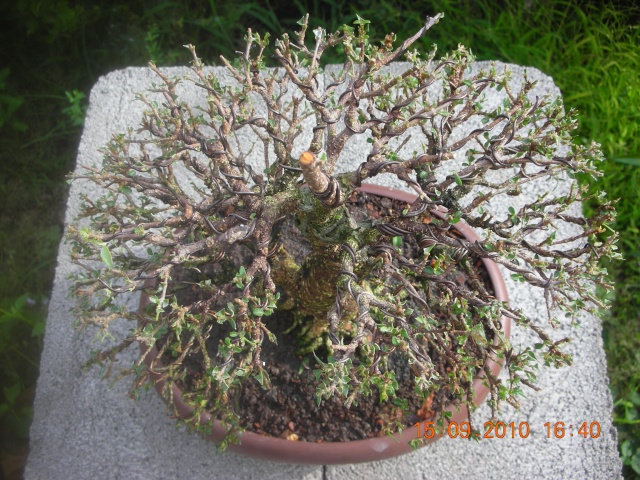 My trainning Malpighia bonsai. Dscn1810