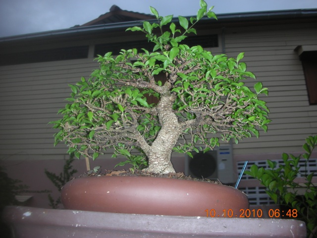 My trainning Malpighia bonsai. Dscn1812