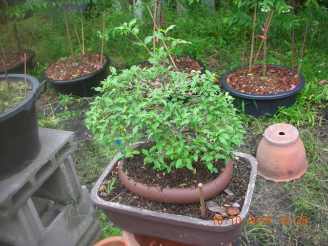 My trainning Malpighia bonsai. Dscn1913