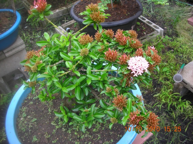 My trainning bonsai :2 -----> Ixora (pink) Dscn1915