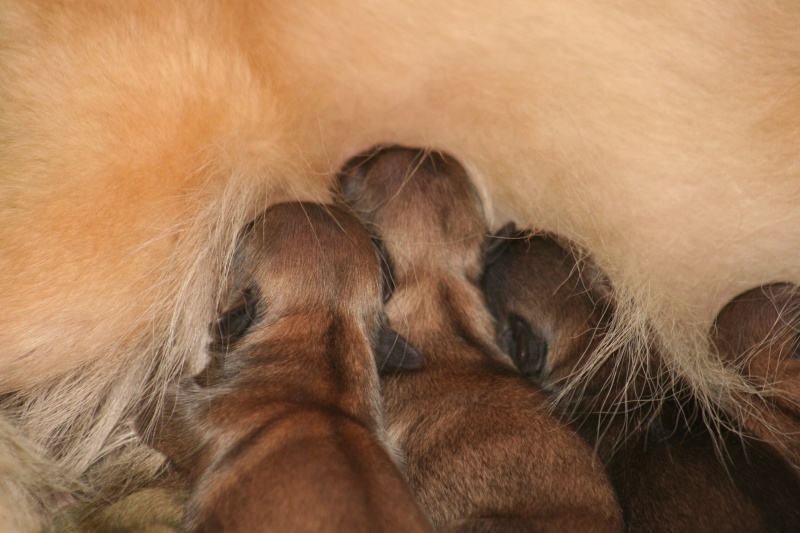 Chiots LOF epagneul du tibet "des larmes d'adyesas" bozo et caï-li Portae11