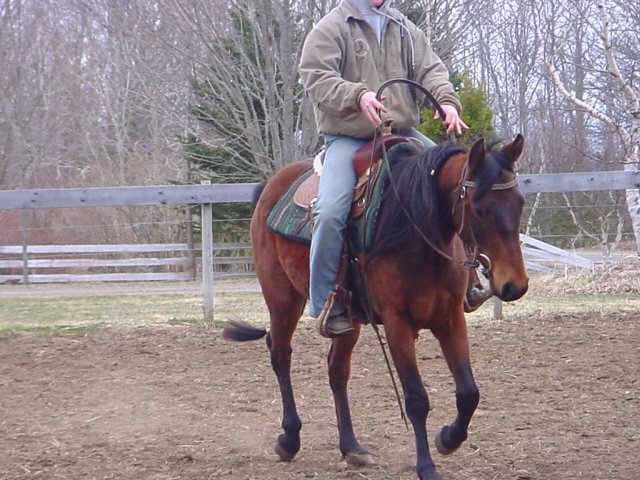 For Sale, Gentle 3 year old Bay Gelding from Manitoba Carter11