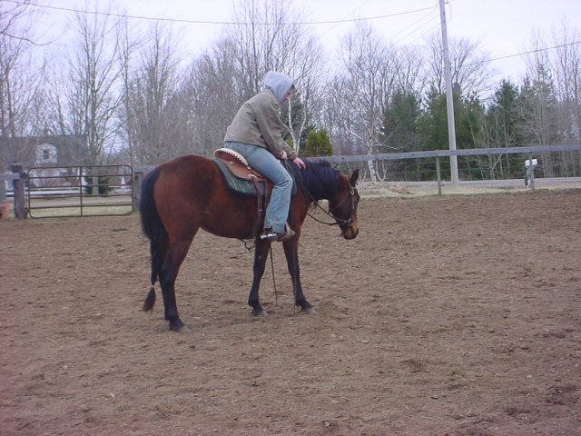 For Sale, Gentle 3 year old Bay Gelding from Manitoba Carter13
