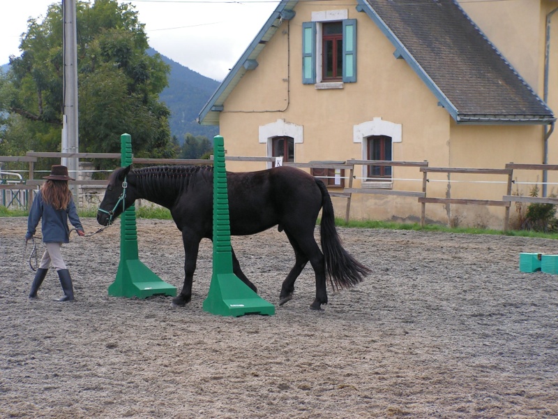 Eduquer son jeune poulain - Page 6 Pict0215