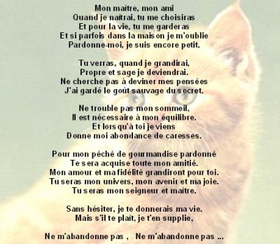 Poeme Sur Le Chat Album Photo Chat Nimo